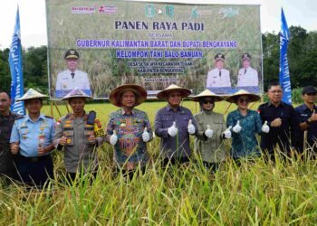 Gubernur Kalbar Panen Raya Padi Desa Setia Jaya Kecamatan Teriak Kabupaten Bengkayang
