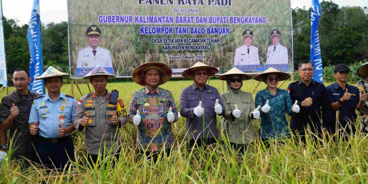Gubernur Kalbar Panen Raya Padi Desa Setia Jaya Kecamatan Teriak Kabupaten Bengkayang