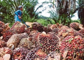 Harga TBS Sawit Kalbar Periode I September 2026 Tembus Rp3.681 per Kilogram