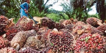 Harga TBS Sawit Kalbar Periode I September 2026 Tembus Rp3.681 per Kilogram