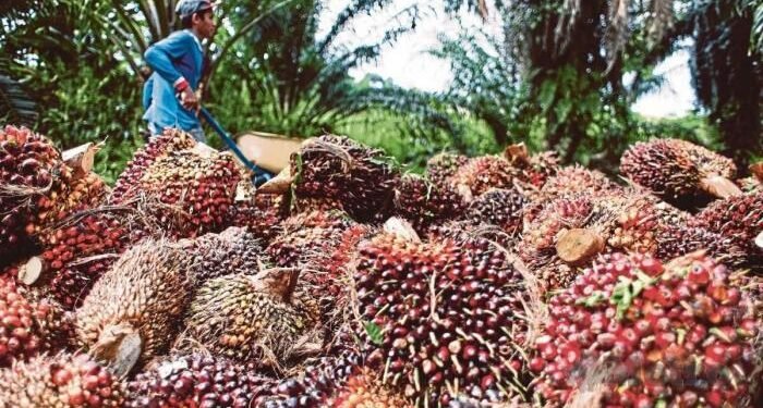 Harga TBS Sawit Kalbar Periode I September 2026 Tembus Rp3.681 per Kilogram